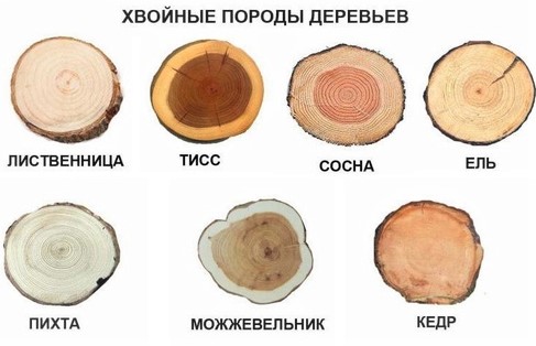 Свойства древесины хвойных пород